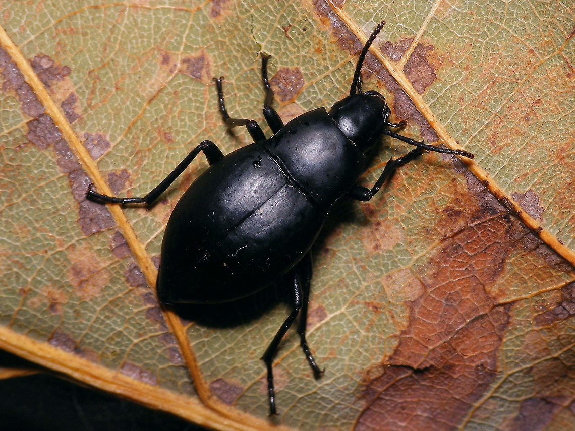 Hegeter glaber Endemic on La Palma island Darkling beetle,Geotagged,Hegeter,Hegeter glaber,La Palma (Canary Islands),Pimeliinae,Spain,Tenebrionidae