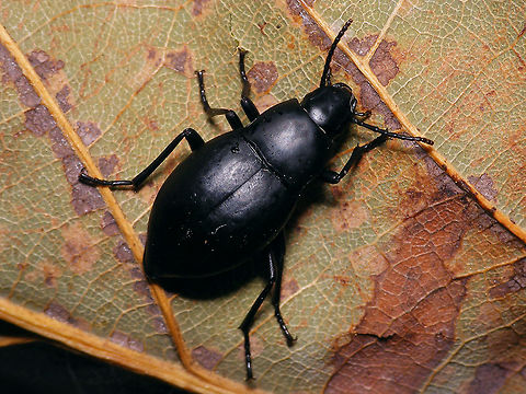 Hegeter glaber Endemic on La Palma island Darkling beetle,Geotagged,Hegeter,Hegeter glaber,La Palma (Canary Islands),Pimeliinae,Spain,Tenebrionidae