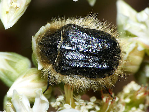Tropinota squalida ssp canariensis Sadly, this is the best picture I managed to get of the critter :-/ "Cetoniidae",Cetoniinae,Cetoniini,Geotagged,La Palma (Canary Islands),Scarabaeidae,Spain,Tropinota,Tropinota squalida,Tropinota squalida ssp canariensis