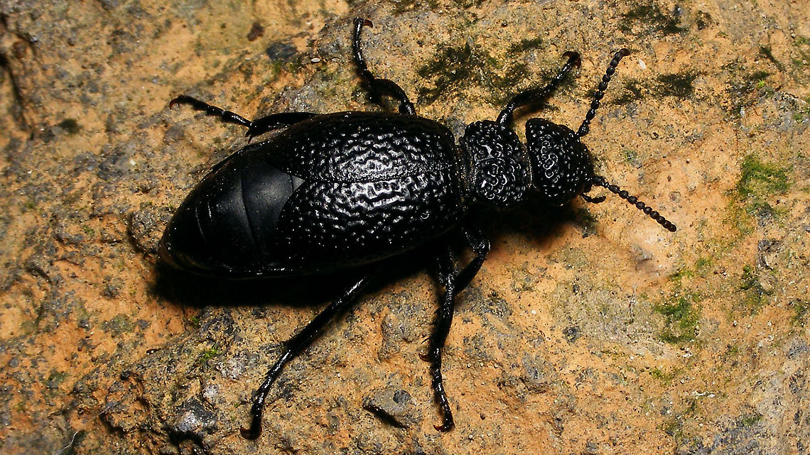 Meloe (Coelomeloe) tuccius ssp. tuccius  Coelomeloe,Geotagged,La Palma (Canary Islands),Meloe,Meloe tuccius,Meloidae,Meloinae,Meloini,Spain