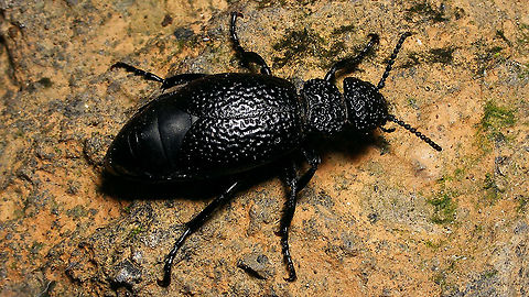 Meloe (Coelomeloe) tuccius ssp. tuccius  Coelomeloe,Geotagged,La Palma (Canary Islands),Meloe,Meloe tuccius,Meloidae,Meloinae,Meloini,Spain