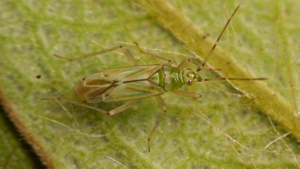 Cyrtopeltis canariensis - Male  Cictus symphytifolius,Cyrtopeltis,Cyrtopeltis canariensis,Dicyphini,Geotagged,La Palma (Canary Islands),Miridae,Spain