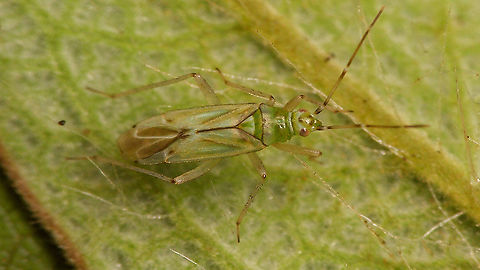 Cyrtopeltis canariensis - Male  Cictus symphytifolius,Cyrtopeltis,Cyrtopeltis canariensis,Dicyphini,Geotagged,La Palma (Canary Islands),Miridae,Spain