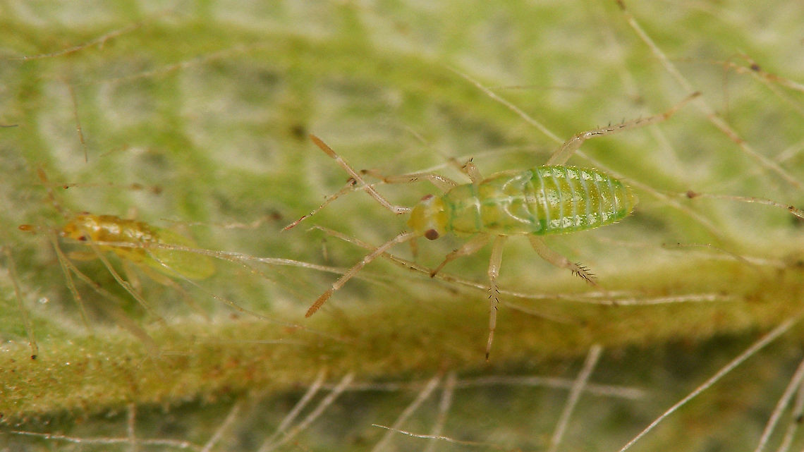 Cyrtopeltis canariensis - Younger nymphs  Cictus symphytifolius,Cyrtopeltis,Cyrtopeltis canariensis,Dicyphini,Geotagged,La Palma (Canary Islands),Miridae,Netherlands,Spain,nymph