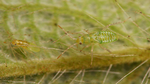 Cyrtopeltis canariensis - Younger nymphs  Cictus symphytifolius,Cyrtopeltis,Cyrtopeltis canariensis,Dicyphini,Geotagged,La Palma (Canary Islands),Miridae,Netherlands,Spain,nymph
