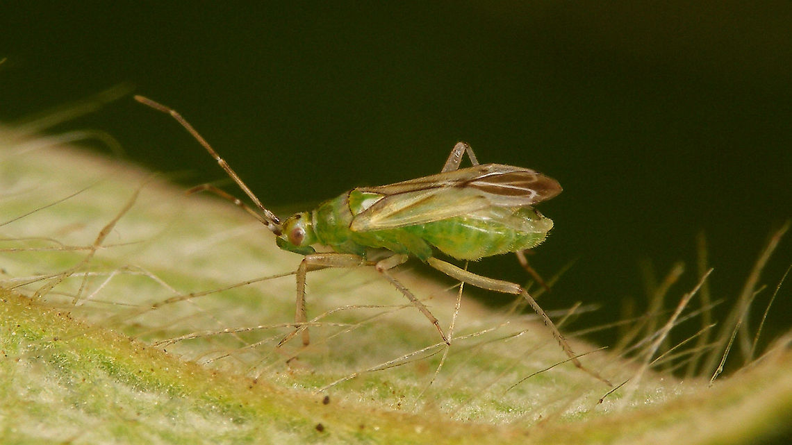 Cyrtopeltis canariensis - Female  Cictus symphytifolius,Cyrtopeltis,Cyrtopeltis canariensis,Dicyphini,Geotagged,La Palma (Canary Islands),Miridae,Spain