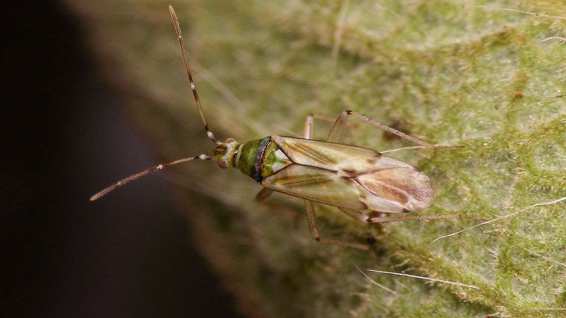 Cyrtopeltis canariensis  Cictus symphytifolius,Cyrtopeltis,Cyrtopeltis canariensis,Dicyphini,Geotagged,La Palma (Canary Islands),Miridae,Spain