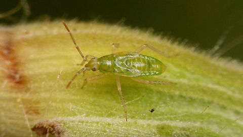 Cyrtopeltis canariensis - Last stadium nymph  Cictus symphytifolius,Cyrtopeltis,Cyrtopeltis canariensis,Dicyphini,Geotagged,La Palma (Canary Islands),Miridae,Spain,nymph