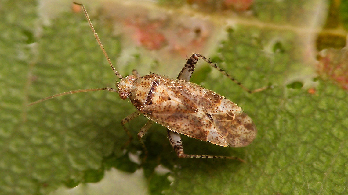 Compsidolon cf. freyi Compsidolon (Coniortodes) freyi (Wagner, 1954) -possibly be conspecific with Compsidolon (Coniortodes) parviceps (Wagner, 1954). Compsidolon,Compsidolon freyi,Coniortodes,Geotagged,La Palma (Canary Islands),Miridae,Phylinae,Phylini,Spain