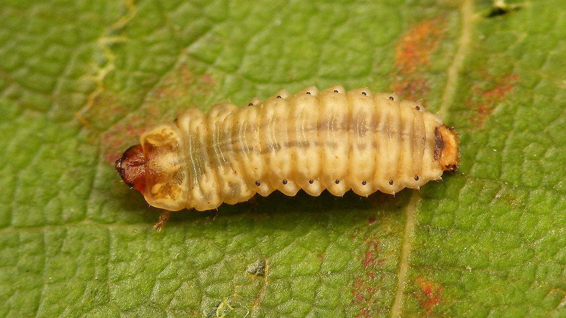 Dicladispa occator - Larva  Cassidinae,Chrysomelidae,Dicladispa,Dicladispa occator,Dicladispa testacea,Geotagged,Hispinae,Hispini,La Palma (Canary Islands),Spain,larva