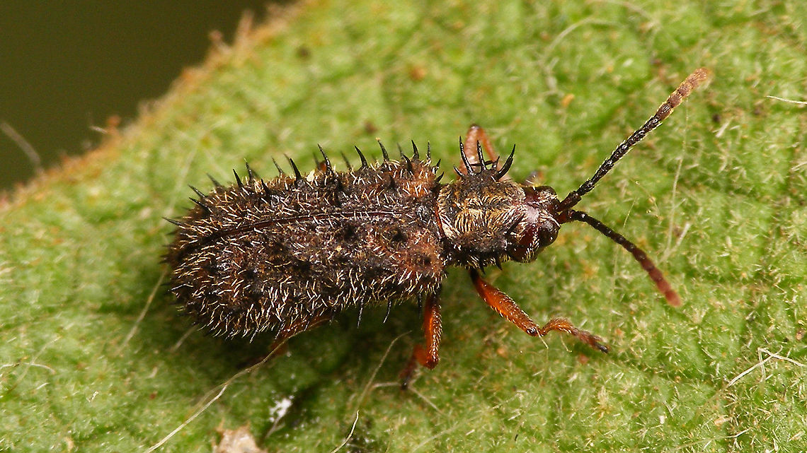 Dicladispa occator - Male  Cassidinae,Chrysomelidae,Dicladispa,Dicladispa occator,Dicladispa testacea,Geotagged,Hispinae,Hispini,La Palma (Canary Islands),Spain