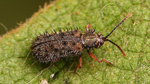 Dicladispa occator - Male  Cassidinae,Chrysomelidae,Dicladispa,Dicladispa occator,Dicladispa testacea,Geotagged,Hispinae,Hispini,La Palma (Canary Islands),Spain