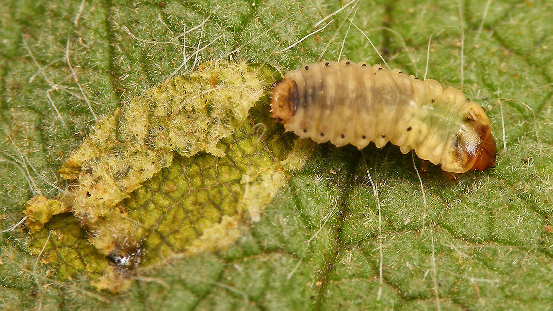 Dicladispa occator - Larva and leaf mine  Cassidinae,Chrysomelidae,Dicladispa,Dicladispa occator,Dicladispa testacea,Geotagged,Hispinae,Hispini,La Palma (Canary Islands),Spain,larva,leaf mine