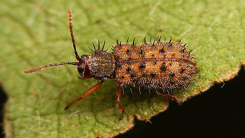 Dicladispa occator - Female  Cassidinae,Chrysomelidae,Dicladispa,Dicladispa occator,Dicladispa testacea,Geotagged,Hispinae,Hispini,La Palma (Canary Islands),Spain