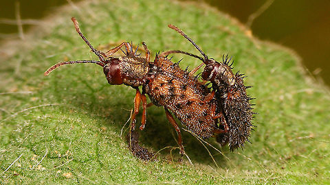 Dicladispa occator - Copula  Cassidinae,Chrysomelidae,Dicladispa,Dicladispa occator,Dicladispa testacea,Geotagged,Hispinae,Hispini,La Palma (Canary Islands),Spain
