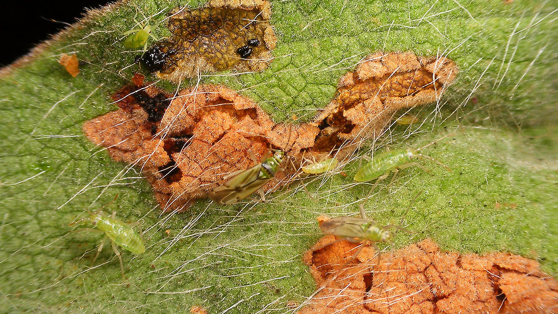 Cyrtopeltis canariensis - Various life stages An adult and various development stages (nymps) of Cyrtopeltis canariensis on a leaf of Cictus symphytifolius with leaf mines created by the larvae of <a href="https://www.jungledragon.com/tag/62179/dicladispa_occator.html" title="Dicladispa occator" class="tag"><em>6</em>Dicladispa occator</a>  Cictus symphytifolius,Cyrtopeltis,Cyrtopeltis canariensis,Dicladispa occator,Dicyphini,Geotagged,La Palma (Canary Islands),Miridae,Spain,leaf mine,nymph
