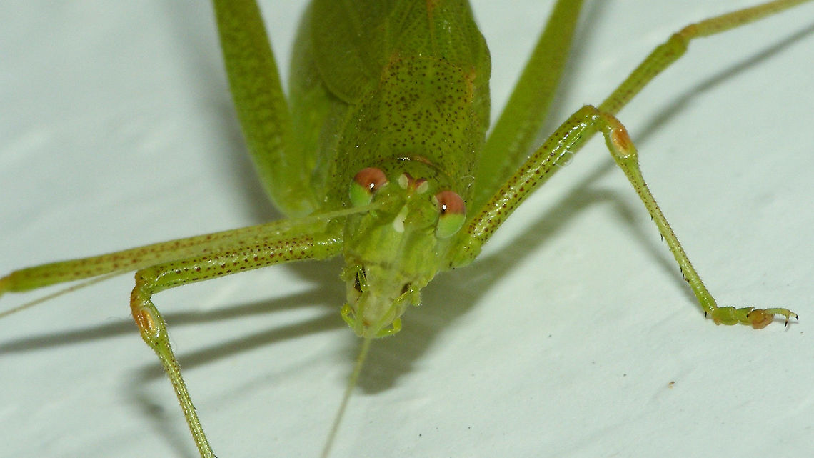 Phaneroptera sparsa - Portrait Full animal here:<br />
<figure class="photo"><a href="https://www.jungledragon.com/image/87961/phaneroptera_sparsa_-_female.html" title="Phaneroptera sparsa - Female"><img src="https://s3.amazonaws.com/media.jungledragon.com/images/3043/87961_thumb.jpg?AWSAccessKeyId=05GMT0V3GWVNE7GGM1R2&Expires=1767225610&Signature=aDCcsZ80vWBVVJaUklDjdYDqnpg%3D" width="200" height="150" alt="Phaneroptera sparsa - Female Close-up of head here:<br />
https://www.jungledragon.com/image/87960/phaneroptera_sparsa_-_portrait.html Ensifera,Geotagged,La Palma (Canary Islands),Orthoptera,Phaneroptera,Phaneroptera sparsa,Phaneropteridae,Spain,Tettigoniidae,Tettigonioidea" /></a></figure> Ensifera,Geotagged,La Palma (Canary Islands),Orthoptera,Phaneroptera,Phaneroptera sparsa,Phaneropteridae,Spain,Tettigoniidae,Tettigonioidea