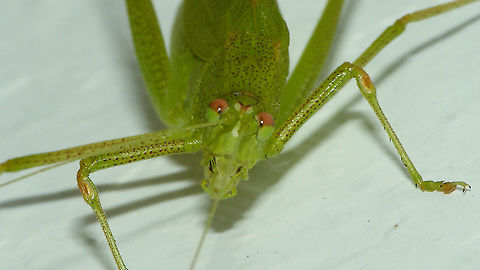 Phaneroptera sparsa - Portrait Full animal here:
https://www.jungledragon.com/image/87961/phaneroptera_sparsa_-_female.html Ensifera,Geotagged,La Palma (Canary Islands),Orthoptera,Phaneroptera,Phaneroptera sparsa,Phaneropteridae,Spain,Tettigoniidae,Tettigonioidea