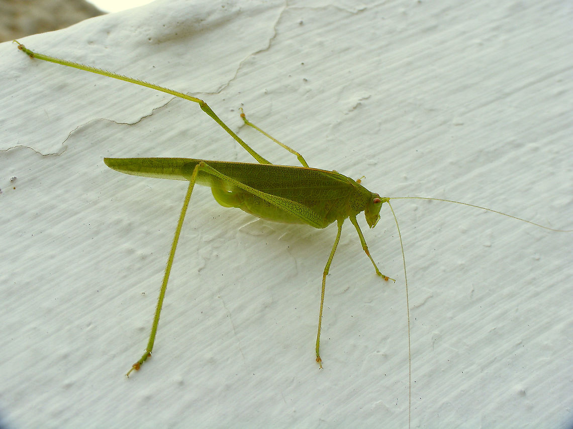 Phaneroptera sparsa - Female Close-up of head here:<br />
<figure class="photo"><a href="https://www.jungledragon.com/image/87960/phaneroptera_sparsa_-_portrait.html" title="Phaneroptera sparsa - Portrait"><img src="https://s3.amazonaws.com/media.jungledragon.com/images/3043/87960_thumb.jpg?AWSAccessKeyId=05GMT0V3GWVNE7GGM1R2&Expires=1767225610&Signature=S%2Fc1jN1Fry81v1oN3V5V3OO%2FPpc%3D" width="200" height="114" alt="Phaneroptera sparsa - Portrait Full animal here:<br />
https://www.jungledragon.com/image/87961/phaneroptera_sparsa_-_female.html Ensifera,Geotagged,La Palma (Canary Islands),Orthoptera,Phaneroptera,Phaneroptera sparsa,Phaneropteridae,Spain,Tettigoniidae,Tettigonioidea" /></a></figure> Ensifera,Geotagged,La Palma (Canary Islands),Orthoptera,Phaneroptera,Phaneroptera sparsa,Phaneropteridae,Spain,Tettigoniidae,Tettigonioidea