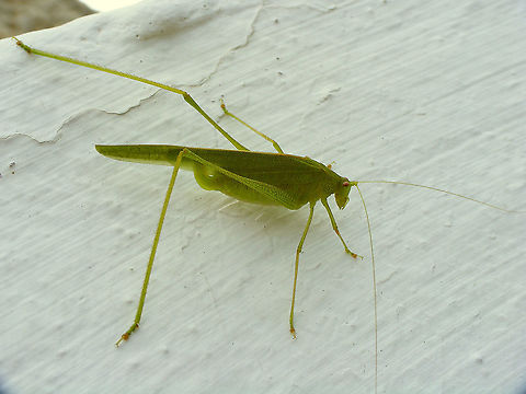 Phaneroptera sparsa - Female Close-up of head here:
https://www.jungledragon.com/image/87960/phaneroptera_sparsa_-_portrait.html Ensifera,Geotagged,La Palma (Canary Islands),Orthoptera,Phaneroptera,Phaneroptera sparsa,Phaneropteridae,Spain,Tettigoniidae,Tettigonioidea