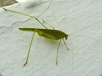 Phaneroptera sparsa - Female Close-up of head here:<br />
https://www.jungledragon.com/image/87960/phaneroptera_sparsa_-_portrait.html Ensifera,Geotagged,La Palma (Canary Islands),Orthoptera,Phaneroptera,Phaneroptera sparsa,Phaneropteridae,Spain,Tettigoniidae,Tettigonioidea