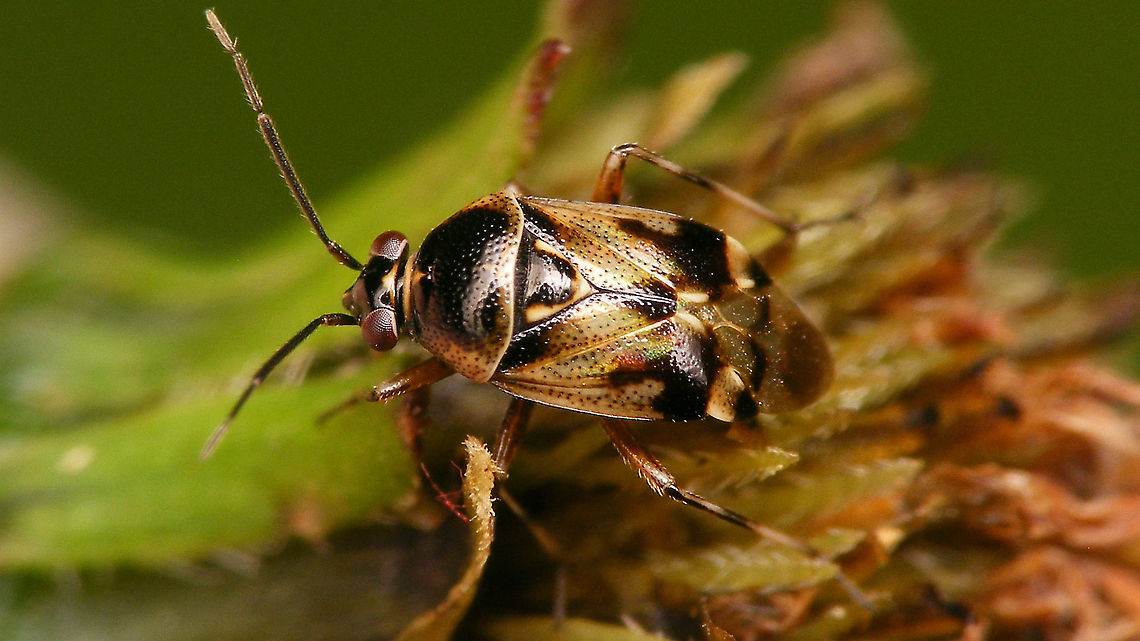 Deraeocoris serenus Deraeocoris (Camptobrochis) serenus (Douglas &amp; Scott, 1868) Camptobrochis,Cimicomorpha,Deraeocorinae,Deraeocorini,Deraeocoris,Deraeocoris serenus,Geotagged,Hemiptera,Heteroptera,La Palma (Canary Islands),Miridae,Spain
