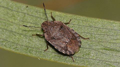 Sciocoris sideritidis Sciocoris sideritidis. Some details helpful for ID here:
https://www.jungledragon.com/image/88009/sciocoris_angularis_-_details.html Geotagged,Hemiptera,Heteroptera,La Palma (Canary Islands),Pentatomidae,Pentatominae,Pentatomoidea,Pentatomorpha,Sciocorini,Sciocoris,Sciocoris sideritidis,Spain