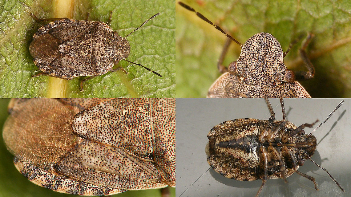 Sciocoris sideritidis - Details Some details helpful for ID of Sciocoris sideritidis. Full animal here:<br />
<figure class="photo"><a href="https://www.jungledragon.com/image/88008/sciocoris_sideritidis.html" title="Sciocoris sideritidis"><img src="https://s3.amazonaws.com/media.jungledragon.com/images/3043/88008_thumb.jpg?AWSAccessKeyId=05GMT0V3GWVNE7GGM1R2&Expires=1770854410&Signature=84uygbhomw2rNaCAaSB8FcMd9dI%3D" width="200" height="114" alt="Sciocoris sideritidis Sciocoris sideritidis. Some details helpful for ID here:<br />
https://www.jungledragon.com/image/88009/sciocoris_angularis_-_details.html Geotagged,Hemiptera,Heteroptera,La Palma (Canary Islands),Pentatomidae,Pentatominae,Pentatomoidea,Pentatomorpha,Sciocorini,Sciocoris,Sciocoris sideritidis,Spain" /></a></figure><br />
 Geotagged,Hemiptera,Heteroptera,La Palma (Canary Islands),Pentatomidae,Pentatominae,Pentatomoidea,Pentatomorpha,Sciocorini,Sciocoris,Sciocoris sideritidis,Spain