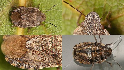Sciocoris sideritidis - Details Some details helpful for ID of Sciocoris sideritidis. Full animal here:
https://www.jungledragon.com/image/88008/sciocoris_angularis.html
 Geotagged,Hemiptera,Heteroptera,La Palma (Canary Islands),Pentatomidae,Pentatominae,Pentatomoidea,Pentatomorpha,Sciocorini,Sciocoris,Sciocoris sideritidis,Spain