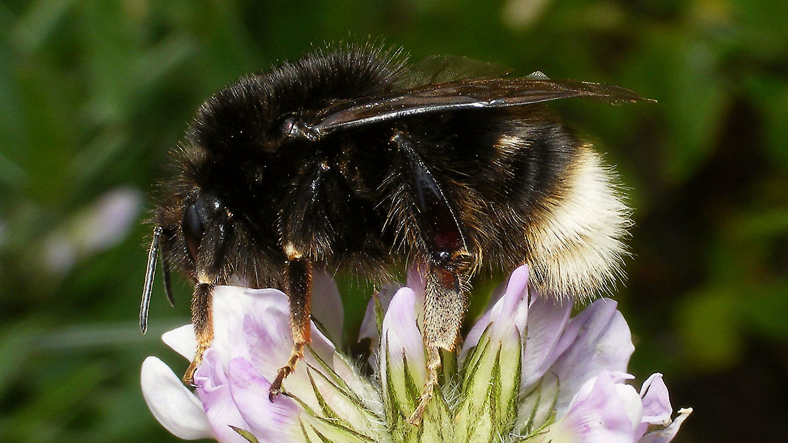 Bombus terrestris canariensis - Lateral Sometimes also referred to as valid species Bombus canariensis P&eacute;rez, 1895.<br />
Portrait here:<br />
<figure class="photo"><a href="https://www.jungledragon.com/image/88026/bombus_terrestris_canariensis_-_portrait.html" title="Bombus terrestris canariensis - Portrait"><img src="https://s3.amazonaws.com/media.jungledragon.com/images/3043/88026_thumb.jpg?AWSAccessKeyId=05GMT0V3GWVNE7GGM1R2&Expires=1759968010&Signature=VoqzlBTnMQe8Gi9Ht5GpSo%2Fsw8g%3D" width="200" height="150" alt="Bombus terrestris canariensis - Portrait Sometimes also referred to as valid species Bombus canariensis P&eacute;rez, 1895.<br />
Lateral shot here:<br />
https://www.jungledragon.com/image/88025/bombus_terrestris_canariensis_-_lateral.html Apidae,Apocrita,Bombus,Bombus canariensis,Bombus terr,Bombus terrestris,Bombus terrestris canariensis,Geotagged,Hymenoptera,La Palma (Canary Islands),Spain,nl: Aardhommel ssp. canariensis" /></a></figure> Apidae,Apocrita,Bombus,Bombus canariensis,Bombus terr,Bombus terrestris,Bombus terrestris canariensis,Geotagged,Hymenoptera,La Palma (Canary Islands),Spain,nl: Aardhommel ssp. canariensis