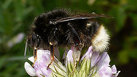 Bombus terrestris canariensis - Lateral Sometimes also referred to as valid species Bombus canariensis P&eacute;rez, 1895.<br />
Portrait here:<br />
https://www.jungledragon.com/image/88026/bombus_terrestris_canariensis_-_portrait.html Apidae,Apocrita,Bombus,Bombus canariensis,Bombus terr,Bombus terrestris,Bombus terrestris canariensis,Geotagged,Hymenoptera,La Palma (Canary Islands),Spain,nl: Aardhommel ssp. canariensis