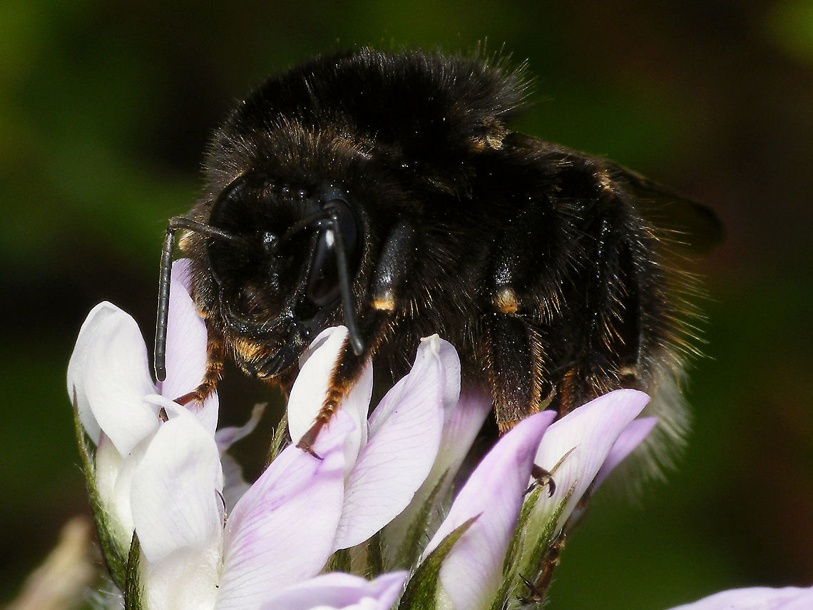 Bombus terrestris canariensis - Portrait Sometimes also referred to as valid species Bombus canariensis P&eacute;rez, 1895.<br />
Lateral shot here:<br />
<figure class="photo"><a href="https://www.jungledragon.com/image/88025/bombus_terrestris_canariensis_-_lateral.html" title="Bombus terrestris canariensis - Lateral"><img src="https://s3.amazonaws.com/media.jungledragon.com/images/3043/88025_thumb.jpg?AWSAccessKeyId=05GMT0V3GWVNE7GGM1R2&Expires=1759968010&Signature=dCNwuNDKZCABv1zJ31UhNW%2Ft1xg%3D" width="200" height="114" alt="Bombus terrestris canariensis - Lateral Sometimes also referred to as valid species Bombus canariensis P&eacute;rez, 1895.<br />
Portrait here:<br />
https://www.jungledragon.com/image/88026/bombus_terrestris_canariensis_-_portrait.html Apidae,Apocrita,Bombus,Bombus canariensis,Bombus terr,Bombus terrestris,Bombus terrestris canariensis,Geotagged,Hymenoptera,La Palma (Canary Islands),Spain,nl: Aardhommel ssp. canariensis" /></a></figure> Apidae,Apocrita,Bombus,Bombus canariensis,Bombus terr,Bombus terrestris,Bombus terrestris canariensis,Geotagged,Hymenoptera,La Palma (Canary Islands),Spain,nl: Aardhommel ssp. canariensis