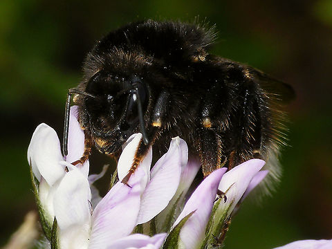 Bombus terrestris canariensis - Portrait Sometimes also referred to as valid species Bombus canariensis P&eacute;rez, 1895.
Lateral shot here:
https://www.jungledragon.com/image/88025/bombus_terrestris_canariensis_-_lateral.html Apidae,Apocrita,Bombus,Bombus canariensis,Bombus terr,Bombus terrestris,Bombus terrestris canariensis,Geotagged,Hymenoptera,La Palma (Canary Islands),Spain,nl: Aardhommel ssp. canariensis