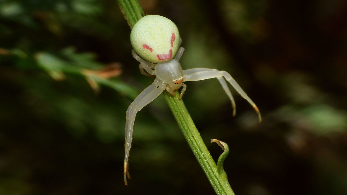 Misumena spinifera  Araneae,Geotagged,La Palma (Canary Islands),Labidognatha,Misumena,Misumena spinifera,Spain,Thomisidae