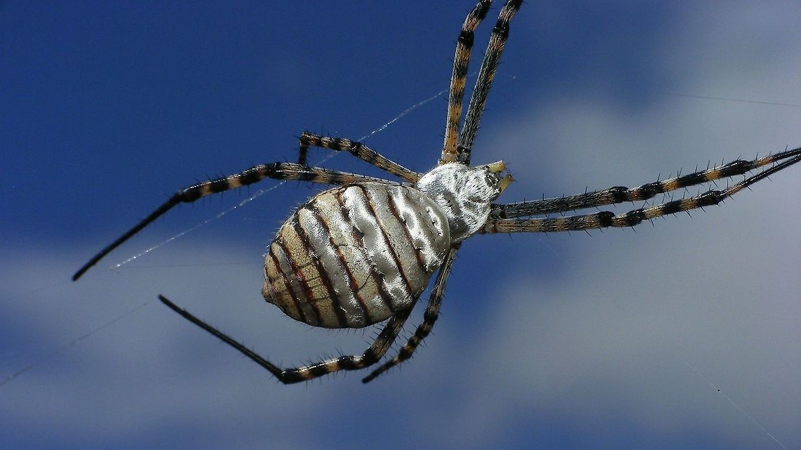 Argiope trifasciata - Dorsal  Araneae,Araneidae,Argiope,Argiope trifasciata,Geotagged,La Palma (Canary Islands),Spain,Spring