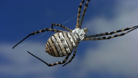 Argiope trifasciata - Dorsal  Araneae,Araneidae,Argiope,Argiope trifasciata,Geotagged,La Palma (Canary Islands),Spain,Spring