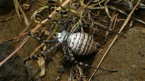 Argiope trifasciata - Walking  Araneae,Araneidae,Argiope,Argiope trifasciata,Geotagged,La Palma (Canary Islands),Spain,Spring