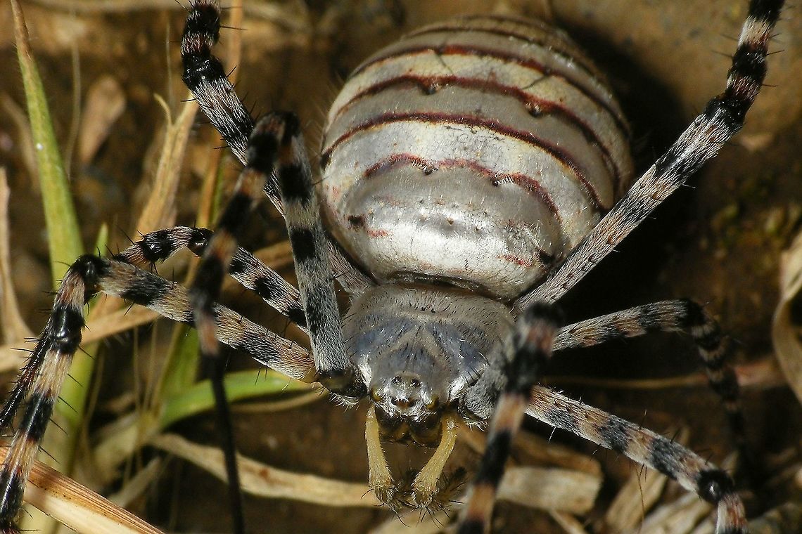 Argiope trifasciata - Portrait  Araneae,Araneidae,Argiope,Argiope trifasciata,Geotagged,La Palma (Canary Islands),Spain,Spring