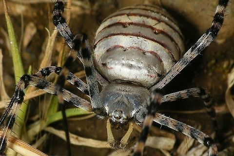 Argiope trifasciata - Portrait  Araneae,Araneidae,Argiope,Argiope trifasciata,Geotagged,La Palma (Canary Islands),Spain,Spring