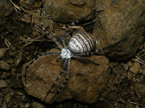 Argiope trifasciata  Araneae,Araneidae,Argiope,Argiope trifasciata,Geotagged,La Palma (Canary Islands),Spain,Spring