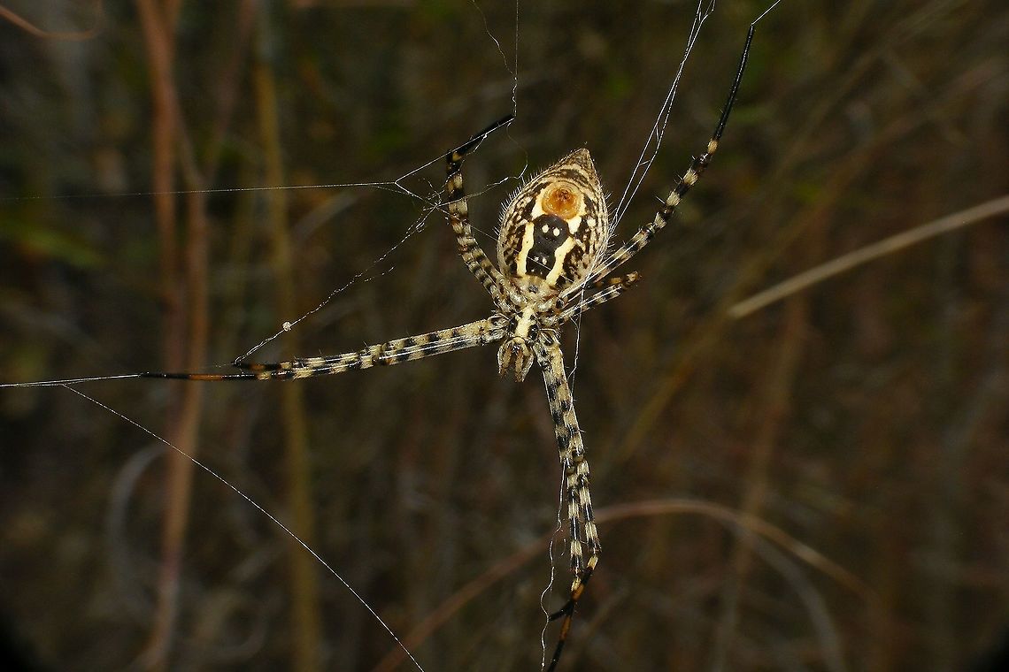 Argiope trifasciata - Ventral  Araneae,Araneidae,Argiope,Argiope trifasciata,Geotagged,La Palma (Canary Islands),Spain,Spring