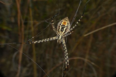 Argiope trifasciata - Ventral  Araneae,Araneidae,Argiope,Argiope trifasciata,Geotagged,La Palma (Canary Islands),Spain,Spring