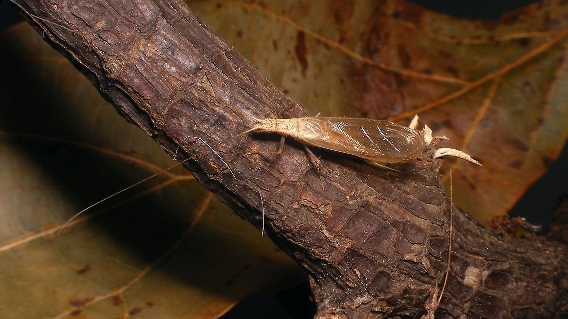 Oecanthus pellucens  Ensifera,Geotagged,Gryllidae,Grylloidea,Italian tree cricket,La Palma (Canary Islands),Oecanthinae,Oecanthus,Oecanthus pellucens,Orthoptera,Spain,Spring,nl: Boomkrekel