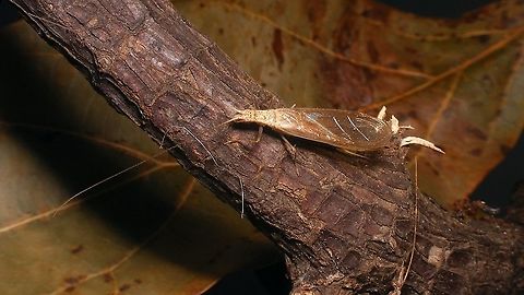 Oecanthus pellucens  Ensifera,Geotagged,Gryllidae,Grylloidea,Italian tree cricket,La Palma (Canary Islands),Oecanthinae,Oecanthus,Oecanthus pellucens,Orthoptera,Spain,Spring,nl: Boomkrekel