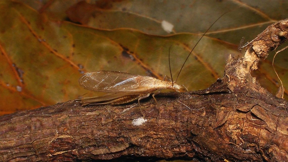 Oecanthus pellucens - Lateral  Ensifera,Geotagged,Gryllidae,Grylloidea,Italian tree cricket,La Palma (Canary Islands),Oecanthinae,Oecanthus,Oecanthus pellucens,Orthoptera,Spain,Spring,nl: Boomkrekel