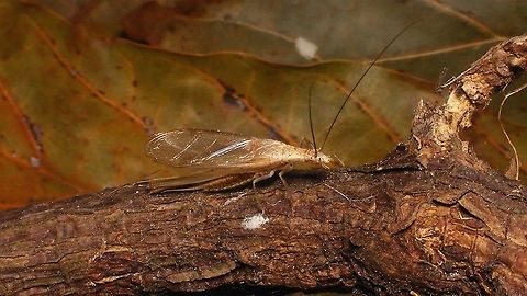 Oecanthus pellucens - Lateral  Ensifera,Geotagged,Gryllidae,Grylloidea,Italian tree cricket,La Palma (Canary Islands),Oecanthinae,Oecanthus,Oecanthus pellucens,Orthoptera,Spain,Spring,nl: Boomkrekel
