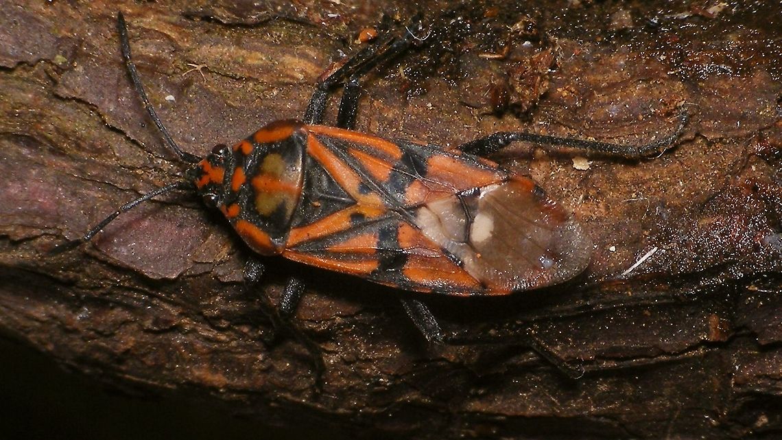 Spilostethus pandurus  Geotagged,Hemiptera,Heteroptera,La Palma (Canary Islands),Lygaeidae,Spain,Spilostethus,Spilostethus pandurus,nl: Pandoerridderwants