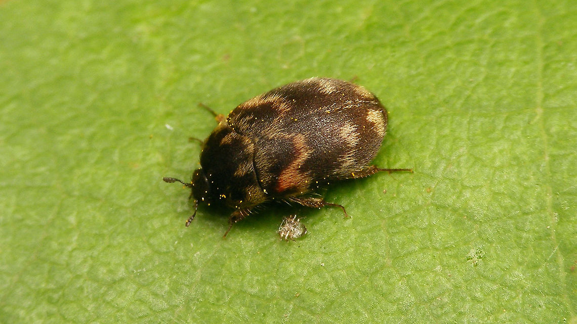 Telopes wollastoni Formerly known as Attagenus wollastoni Attagenus,Attagenus wollastoni,Dermestidae,Geotagged,La Palma (Canary Islands),Spain,Telopes,Telopes wollastoni