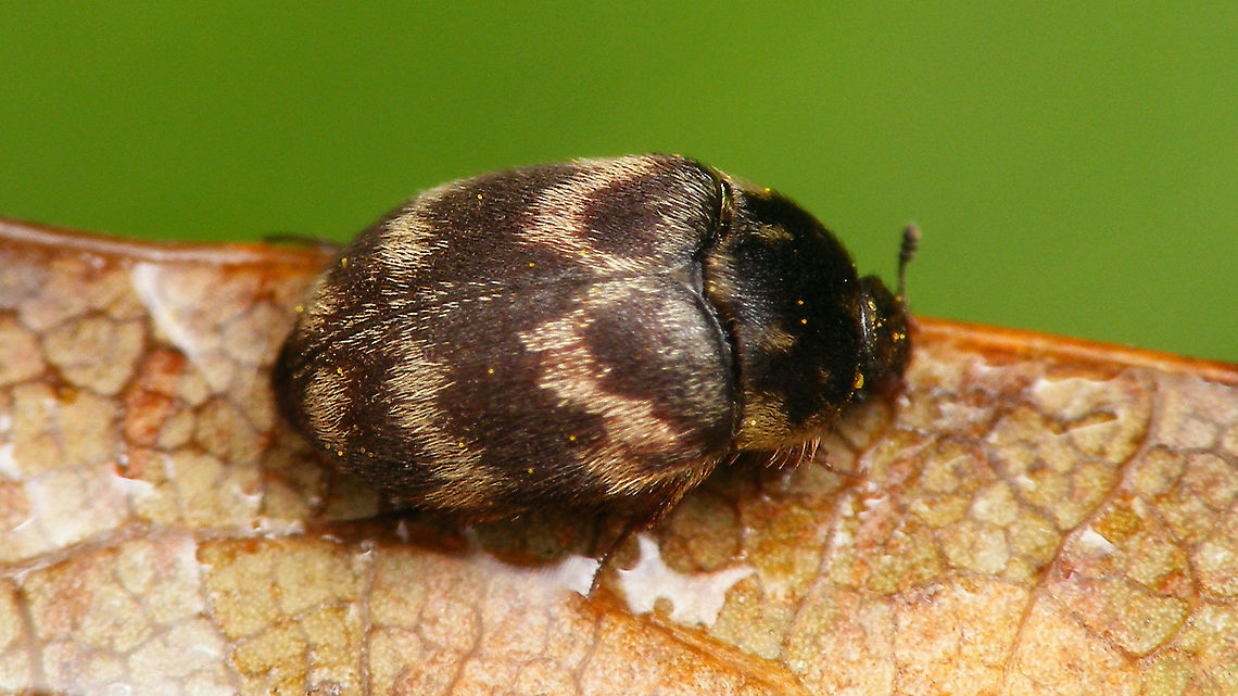 Telopes wollastoni Formerly known as Attagenus wollastoni Attagenus,Attagenus wollastoni,Dermestidae,Geotagged,La Palma (Canary Islands),Spain,Telopes,Telopes wollastoni