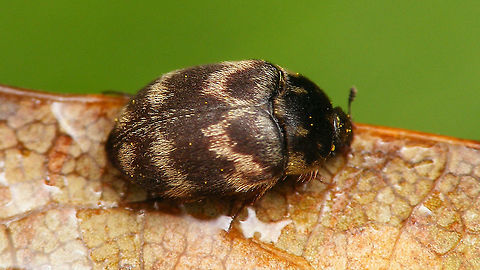 Telopes wollastoni Formerly known as Attagenus wollastoni Attagenus,Attagenus wollastoni,Dermestidae,Geotagged,La Palma (Canary Islands),Spain,Telopes,Telopes wollastoni